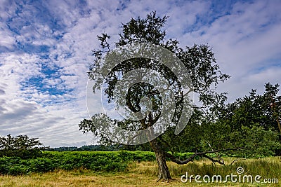 Tree against the sky. BÅ‚ekitne niebo. BiaÅ‚e chmury. Stock Photo